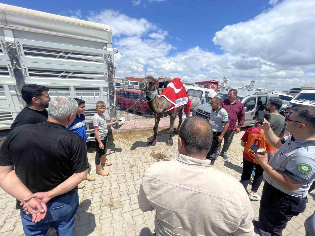 Konya’da 780 Kilogramlık Deve İlgi Odağı