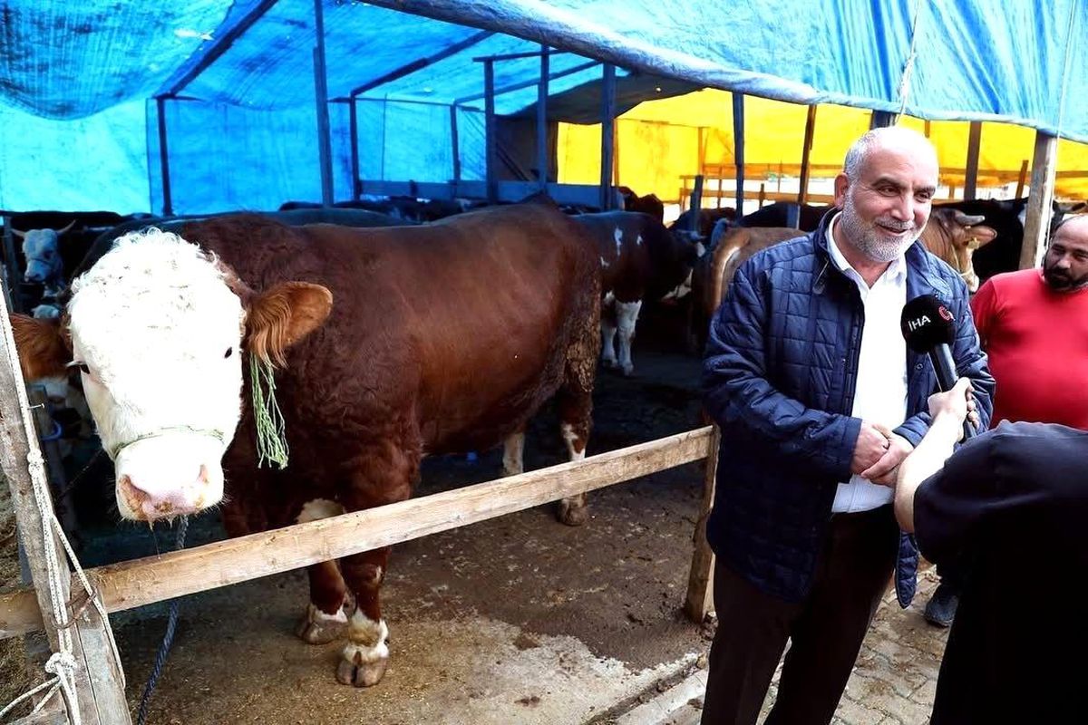 Kurban pazarının ‘Paşa’sı 1,3 tonluk boğa