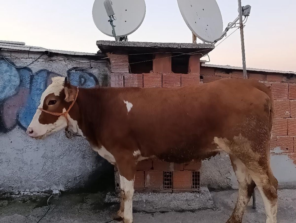 Bursa’da Kurbanlık Boğa Bina Terasına Çıktı