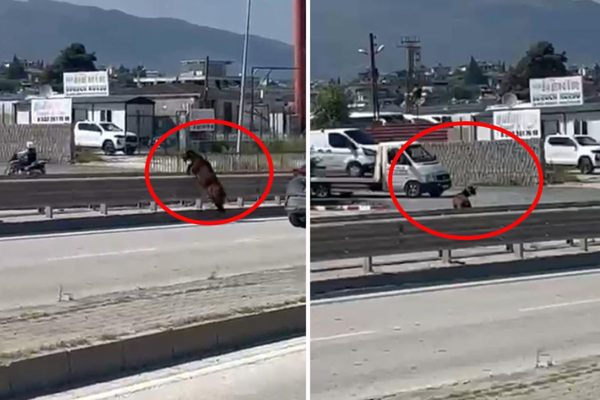 Sahibinin elinden kaçan kurbanlık keçi, refüjden atlayarak gözden kayboldu