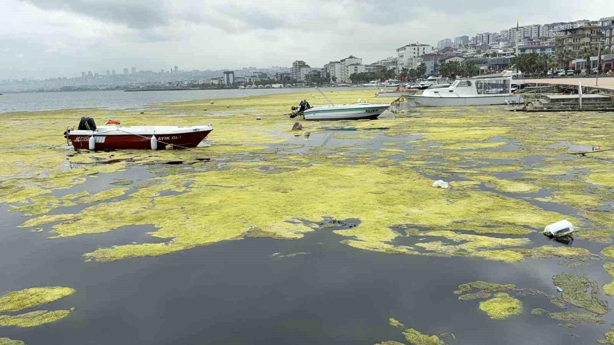 Kurupelit Marina’daki “deniz marulu” sorununa neşter: 345 bin metreküp dip çamuru temizlenecek