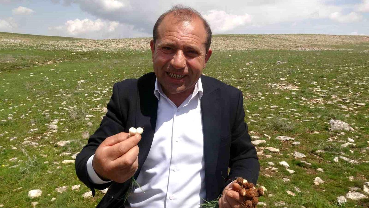 Malatya’da yüksek rakımlı bölgelerde çiğdem mesaisi