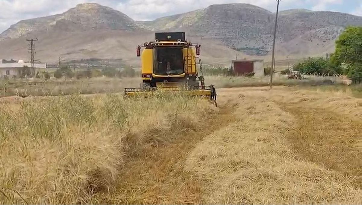 Mardin’de İlk Arpa Hasadı Yapıldı