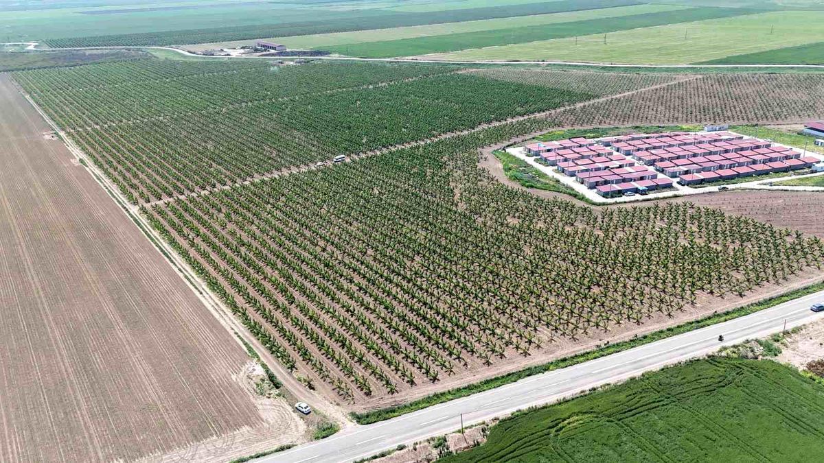 Hatay’da Tarım İşçileri Sıcak Havalarda Çalışıyor