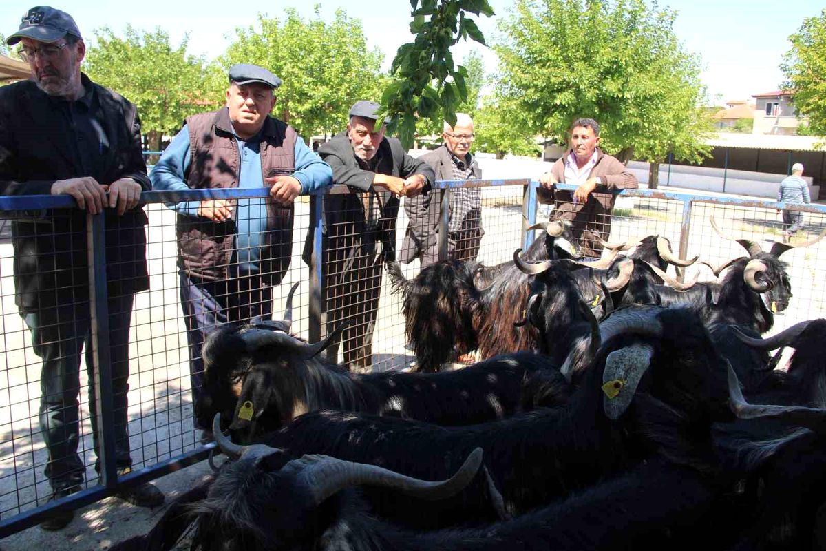 Büyükbaş Kurbanlıklar Ön Planda