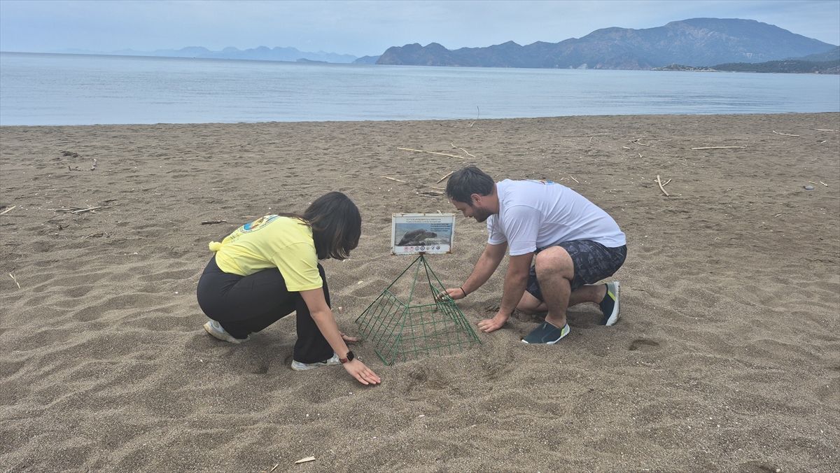 İztuzu’nda Caretta Caretta Üreme Dönemi Hazırlıkları Tamamlandı