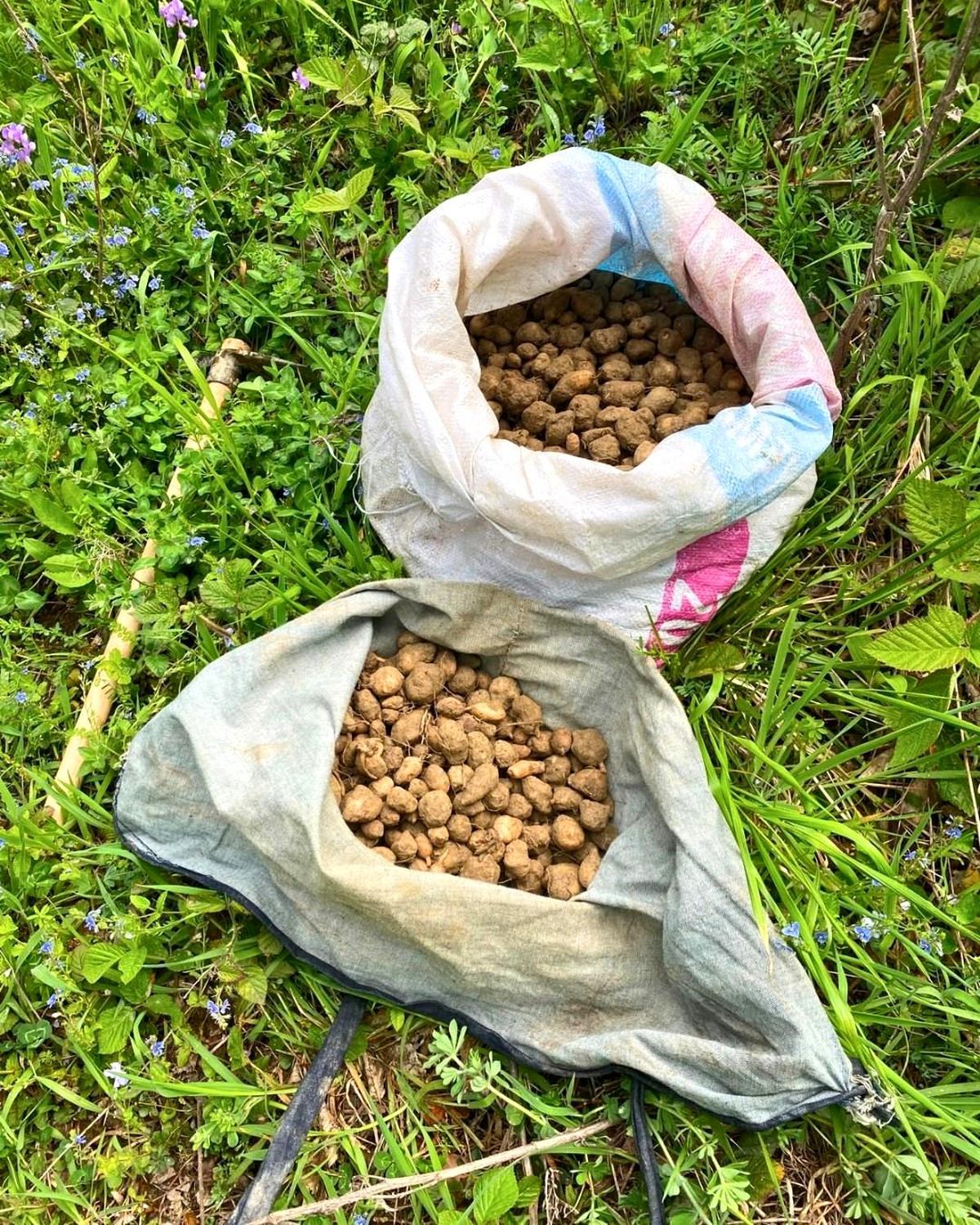 Kocaeli’de İzinsiz Salep Toplama Cezası