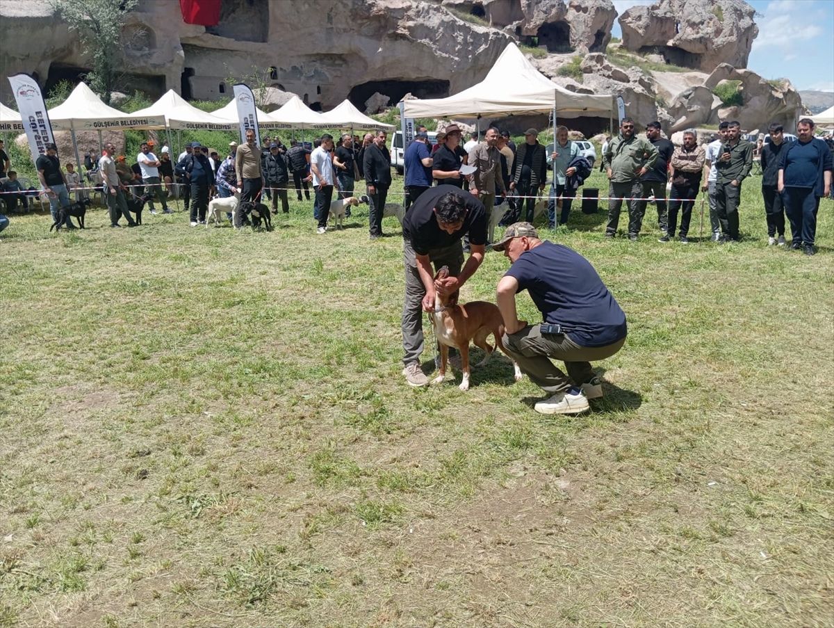 Gülşehir’de Avcı Köpeği Yarışması Düzenlendi