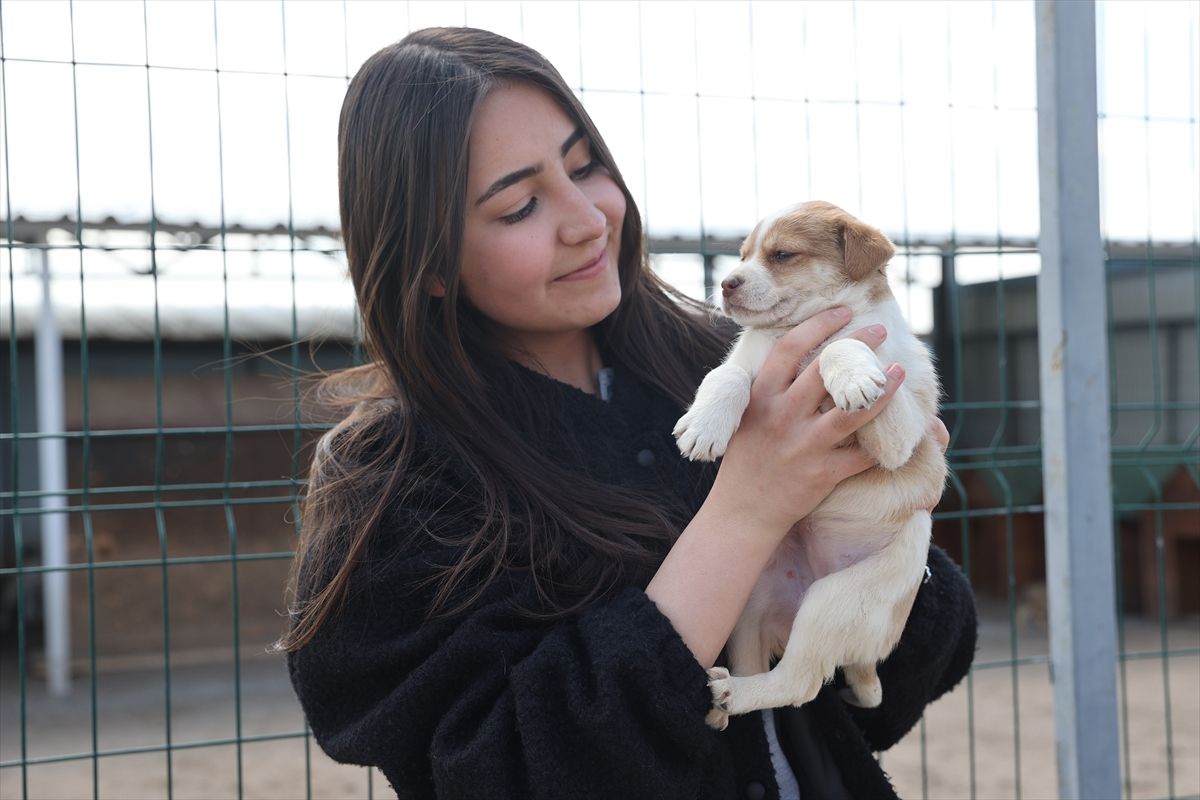 Nevşehir’de 150 Köpek Sahiplendirildi