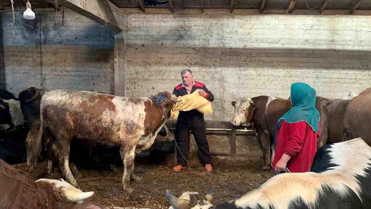 Ordu’da Kurban Pazarı Hareketleniyor