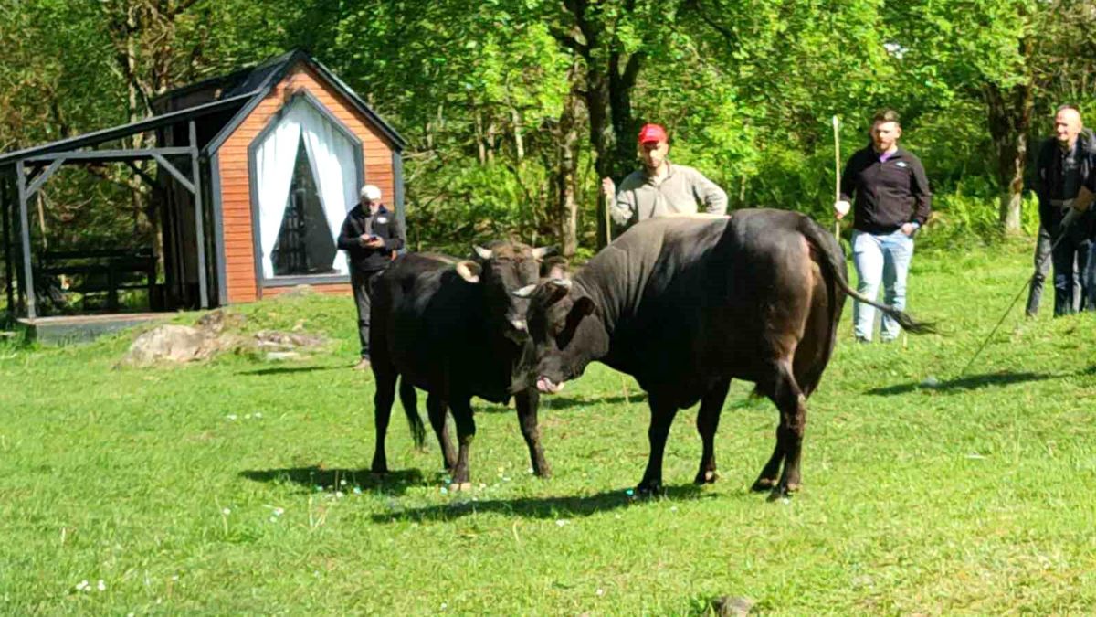 Rize’de Boğa Güreşi Antrenmanları Başladı