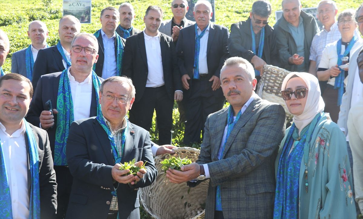 Rize’de çay hasadı karşılama programı