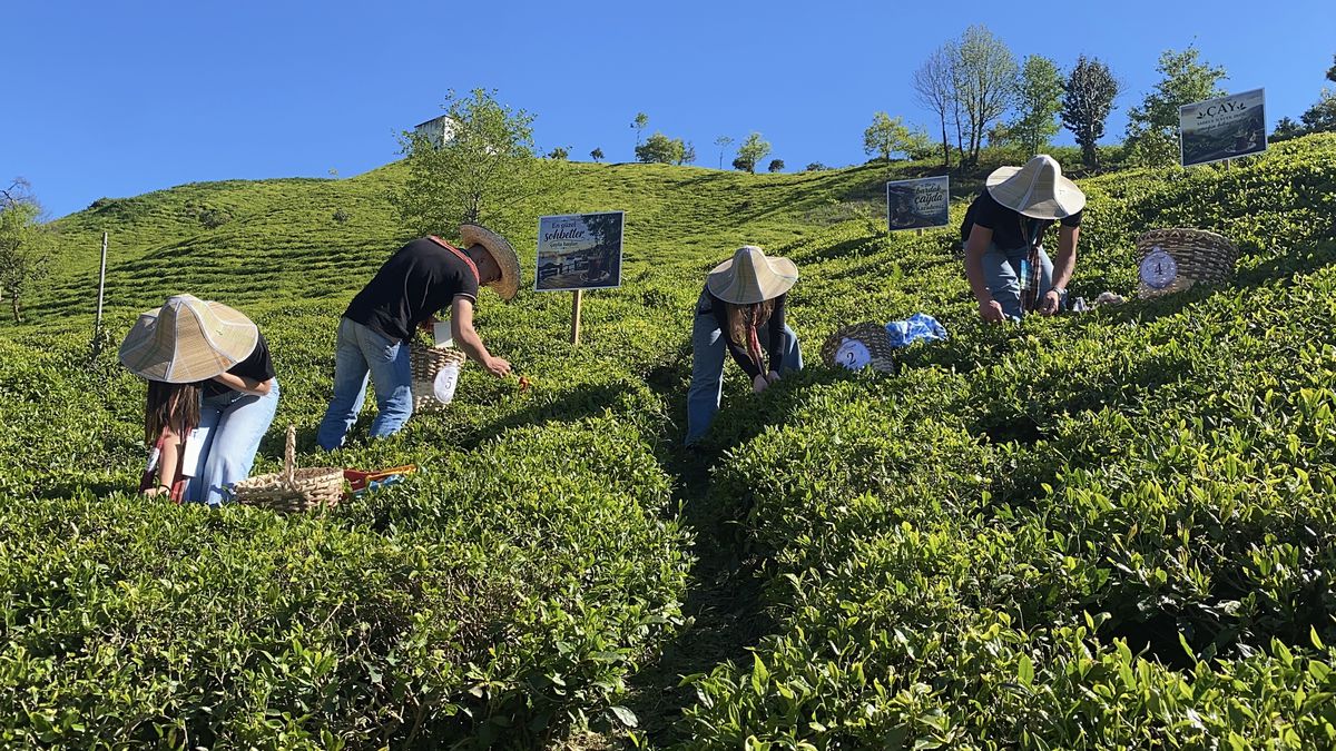 Rize’de Çay Hasadı Şenlikle Başladı: 100 Yaşındaki Kadın İlk Yaprağı Topladı