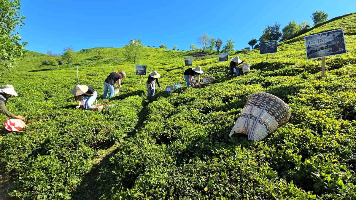 Rize’de Yeni Çay Sezonu Başladı