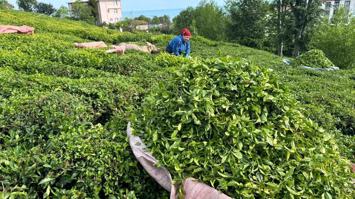 Rize’de Çay Hasadı Başladı