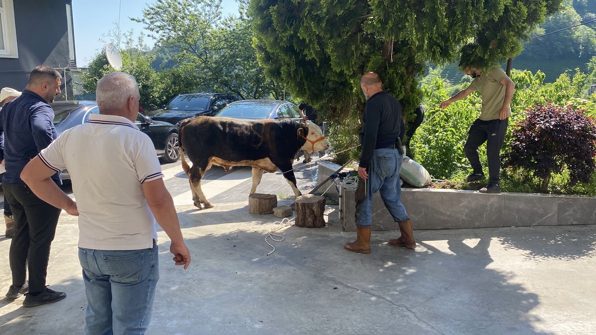 Rize’de Kaçan Boğa Kesildi