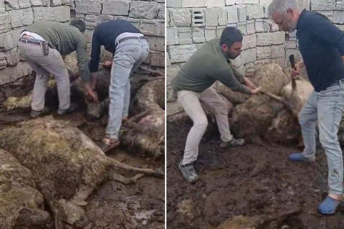 Sabah uyanıp ağıla giden üretici, gördüğü manzara karşısında şoke oldu