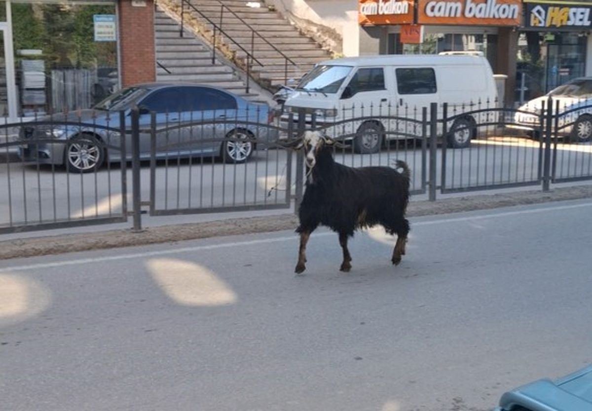 Amasya’da Kaçan Kurbanlık Keçi Trafiği Kilitledi