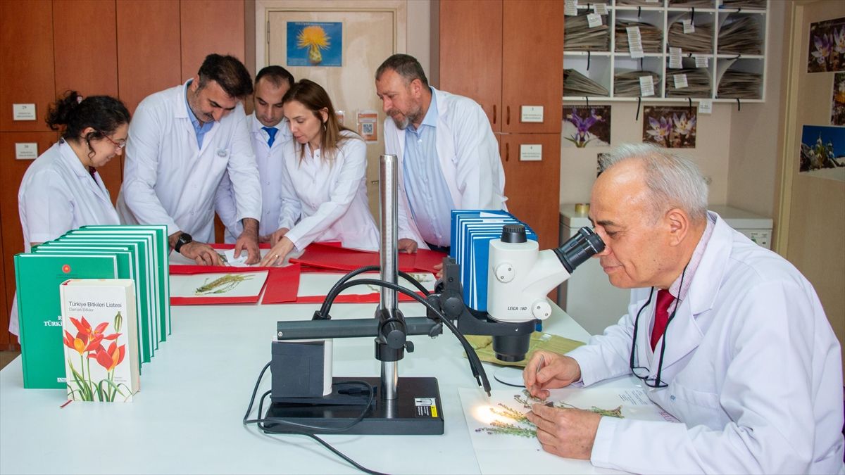 Türkiye’de 4 Yeni Kayagülü Türü Keşfedildi