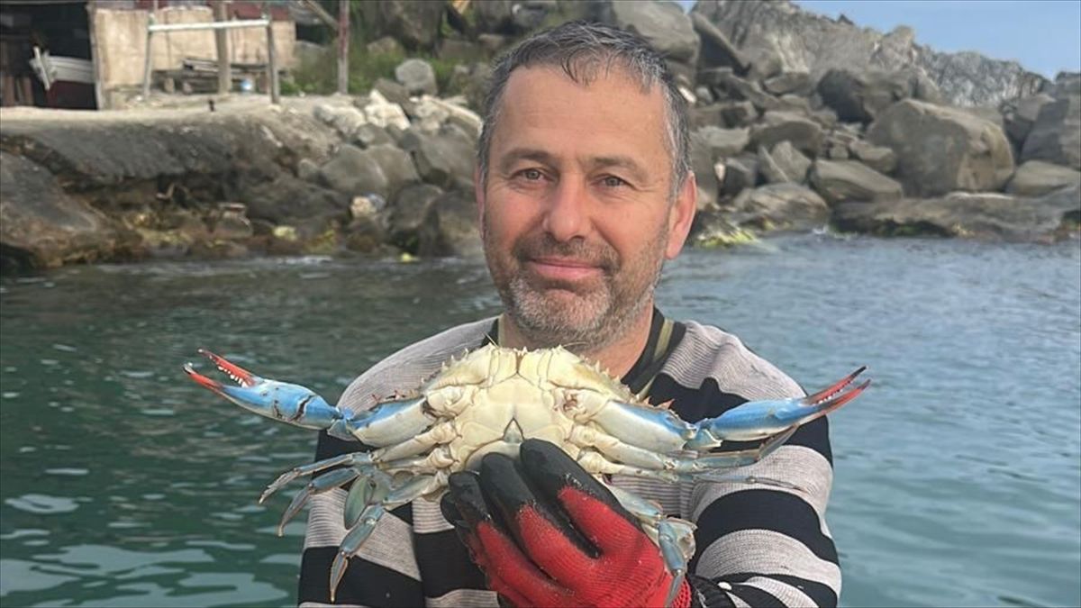 Karadeniz’de Nadir Görülen Mavi Yengeç