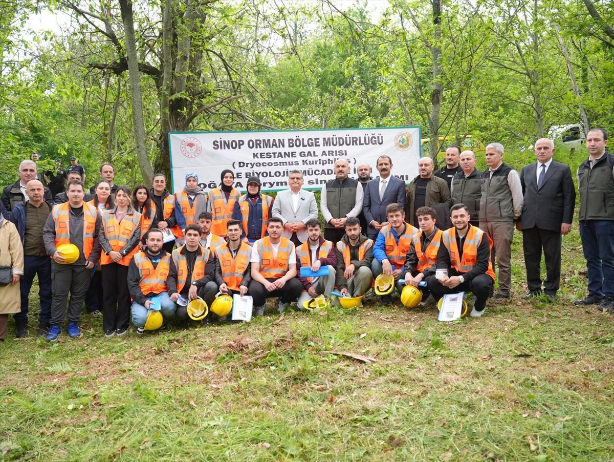 Sinop’ta Kestaneler İçin Avcı Böcek Salımı