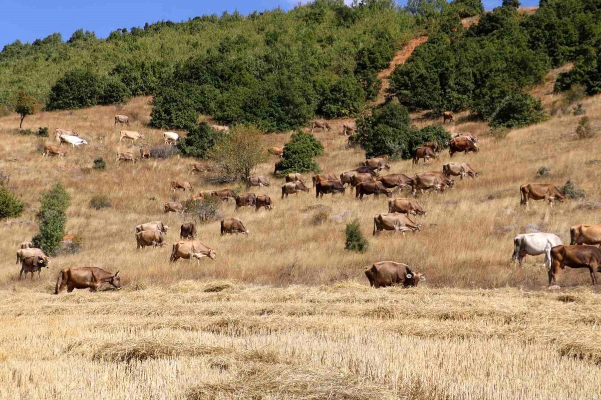 Sivas’ta Büyükbaş Hayvan Sayısında Düşüş