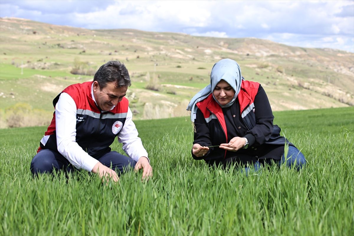 Sivas’ta Çiftçilere Sarı Pas Uyarısı