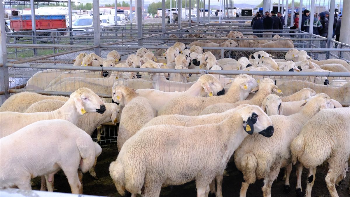 Sivas’ta Kurban Bayramı hazırlıkları başladı