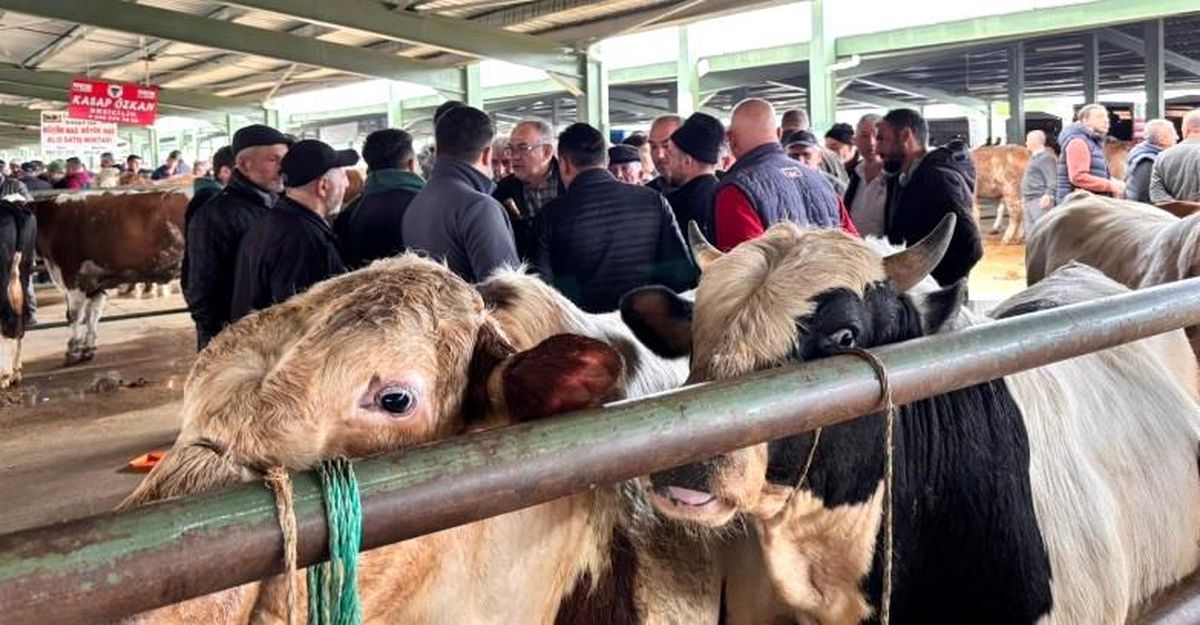 Tavşanlı’da Kurbanlık Pazarında Hareketlilik