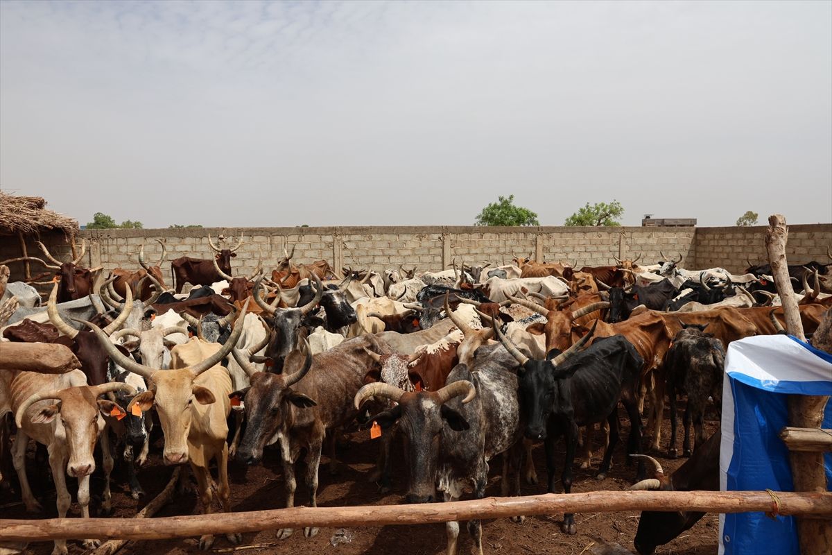 TDV Burkina Faso’da Kurban Kesimine başladı