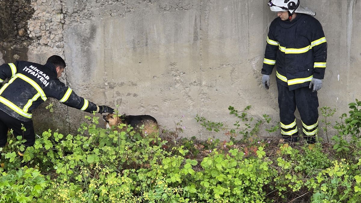 Niksar’da Köpek Kurtarıldı