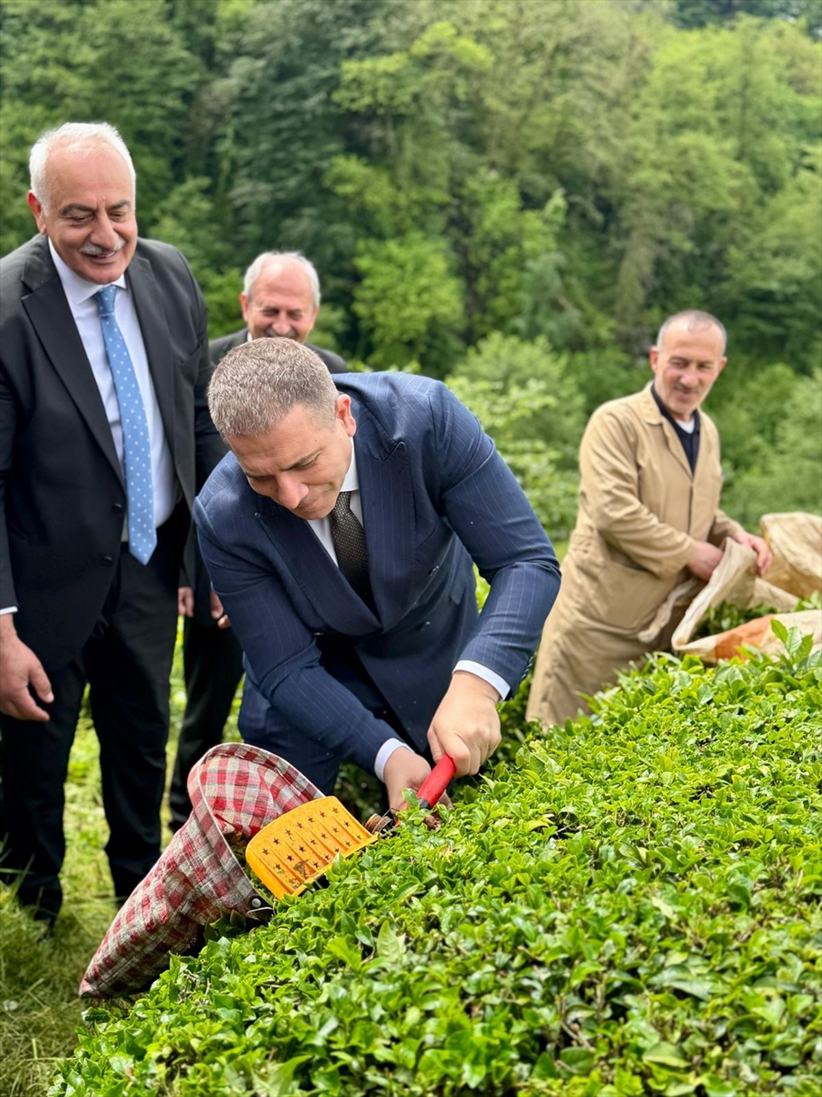 Trabzon’da 1. Çay Hasadı Festivali
