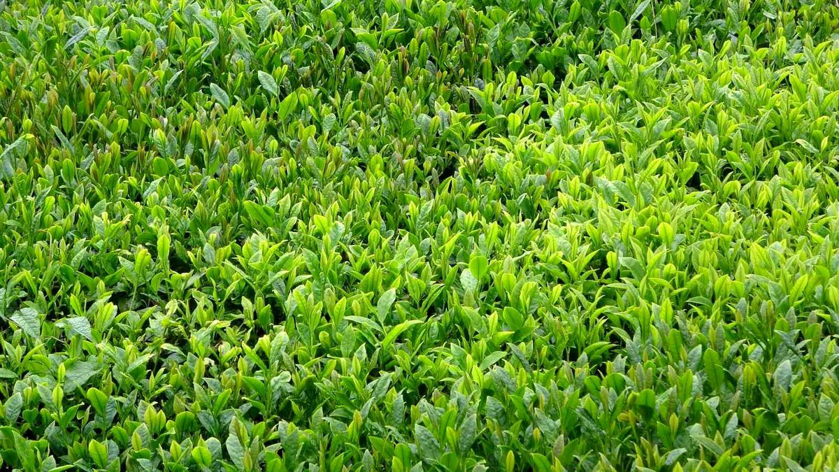 2026 Yaş Çay Sezonu Trabzon’da Açıldı