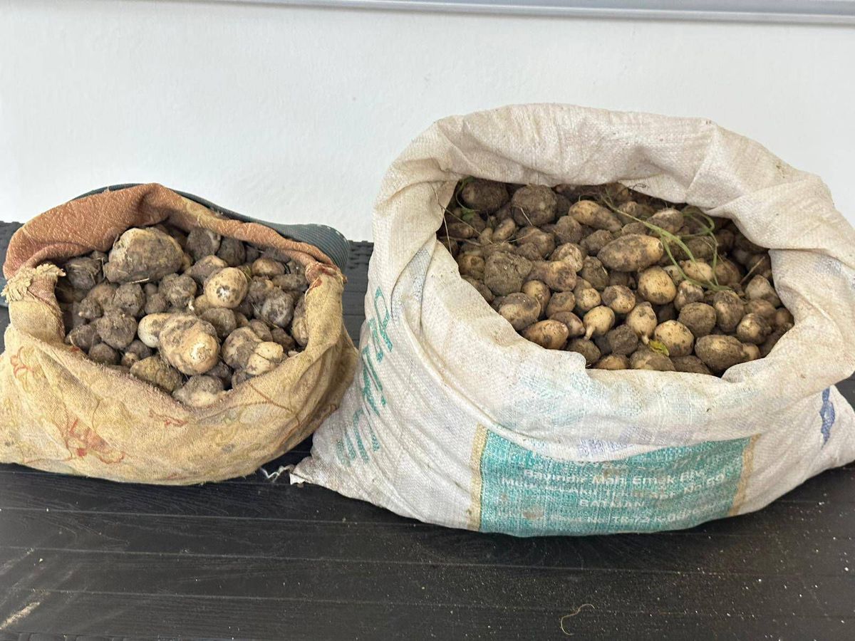 Pertek’te 31 kg salep yumrusu ele geçirildi