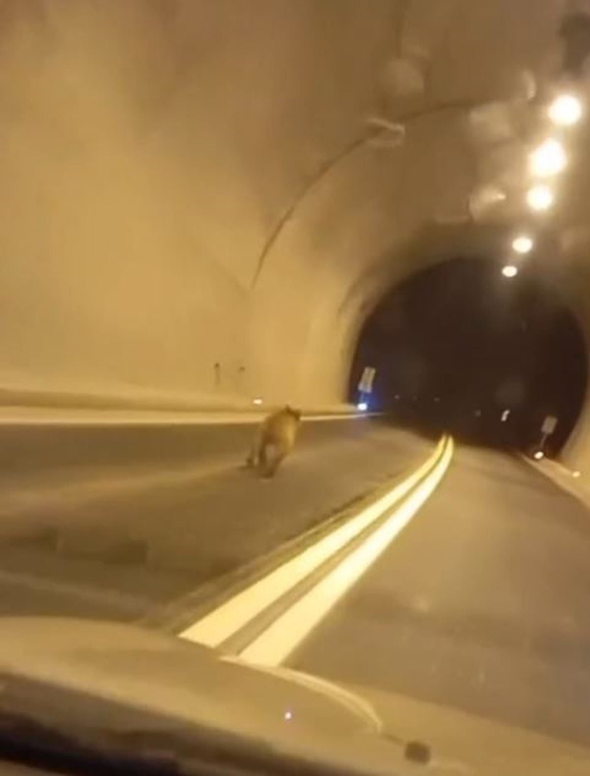 Duroğlu Tüneli’nde Koşan Bozayı