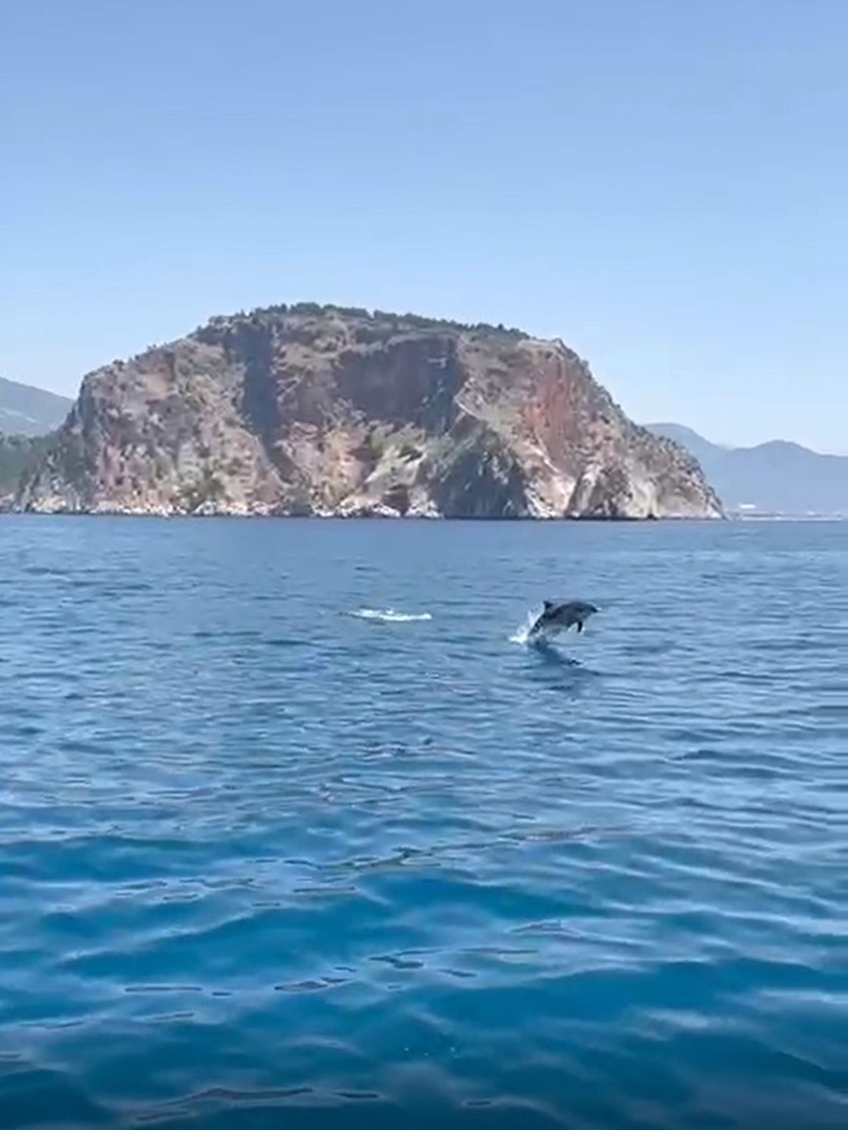 Alanya’da Tur Teknesine Yunus Eşlik Etti