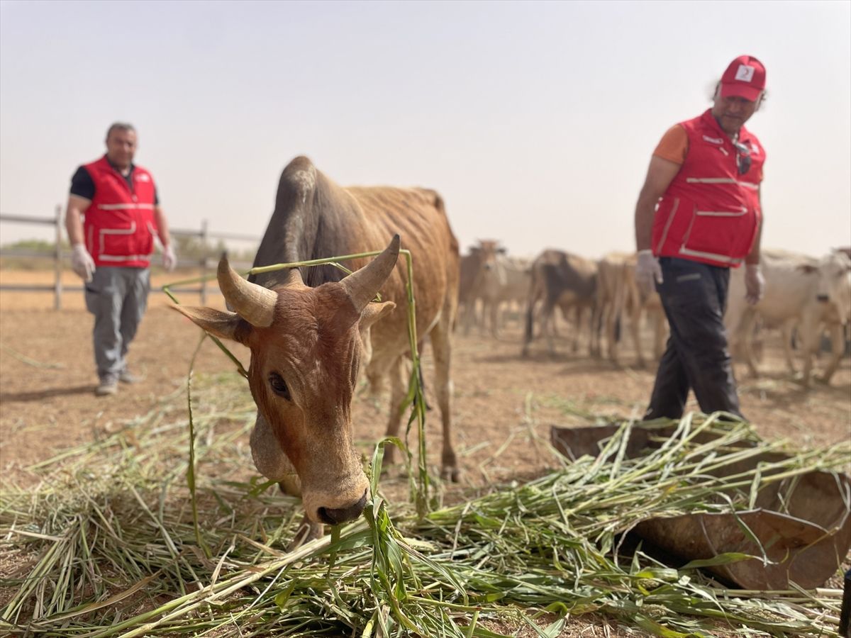 Türk Kızılay Sudan’da Kurban Kesimi Yapacak