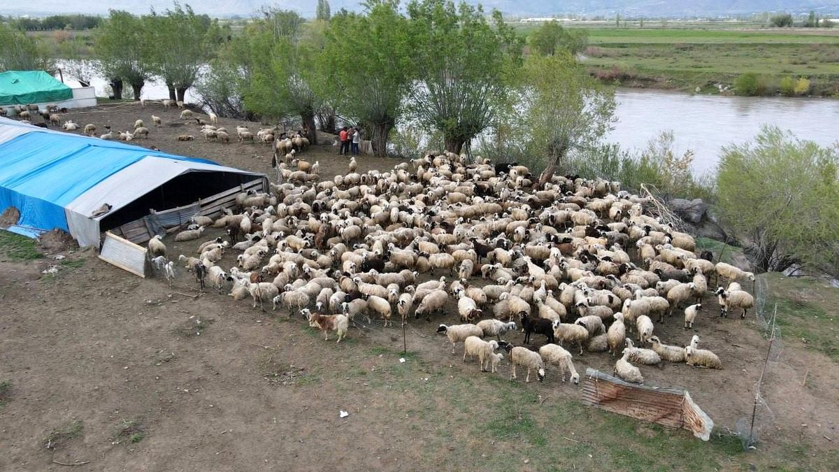 Erzincan’da Çoban Sorunu İçin Çözüm: Afgan Çobanlar