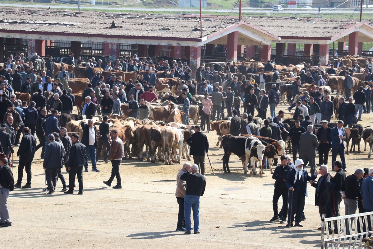 Ağrı Hayvan Borsası’nda Kurban Bayramı Hareketliliği