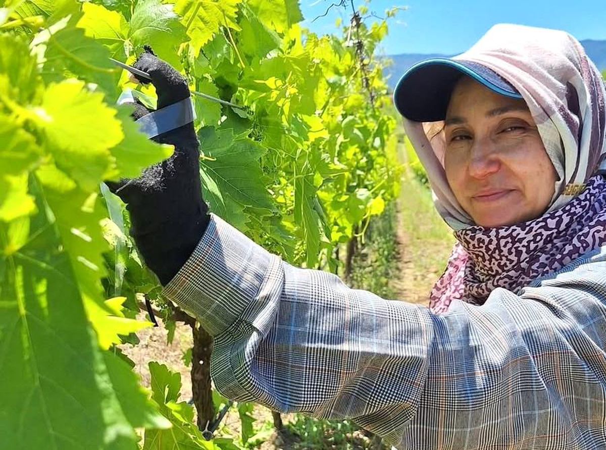 Sarıgöl’de Üzüm Üreticileri Bayram Sonrası Bağlara Döndü