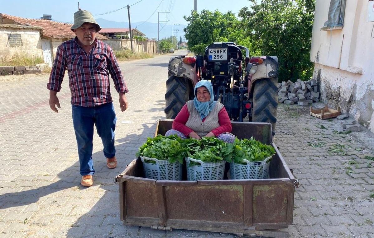 Alaşehir’de Asma Yaprağı Sezonu Başladı