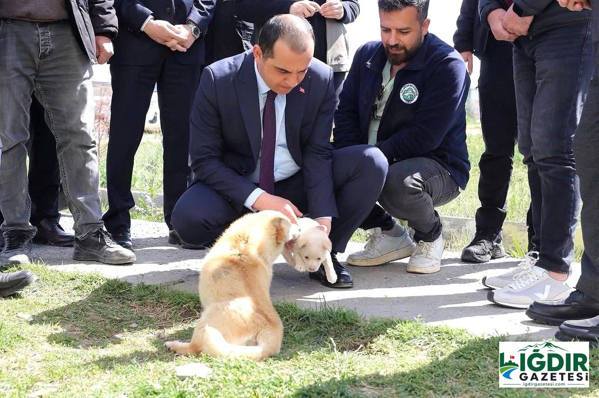 Vali Taşolar, Iğdır Geçici Hayvan Bakımevi’ni ziyaret etti