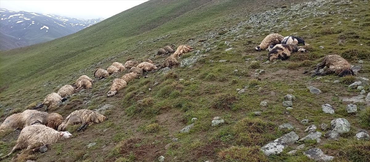 Van’da Yıldırım 30 Hayvanı Telef Etti