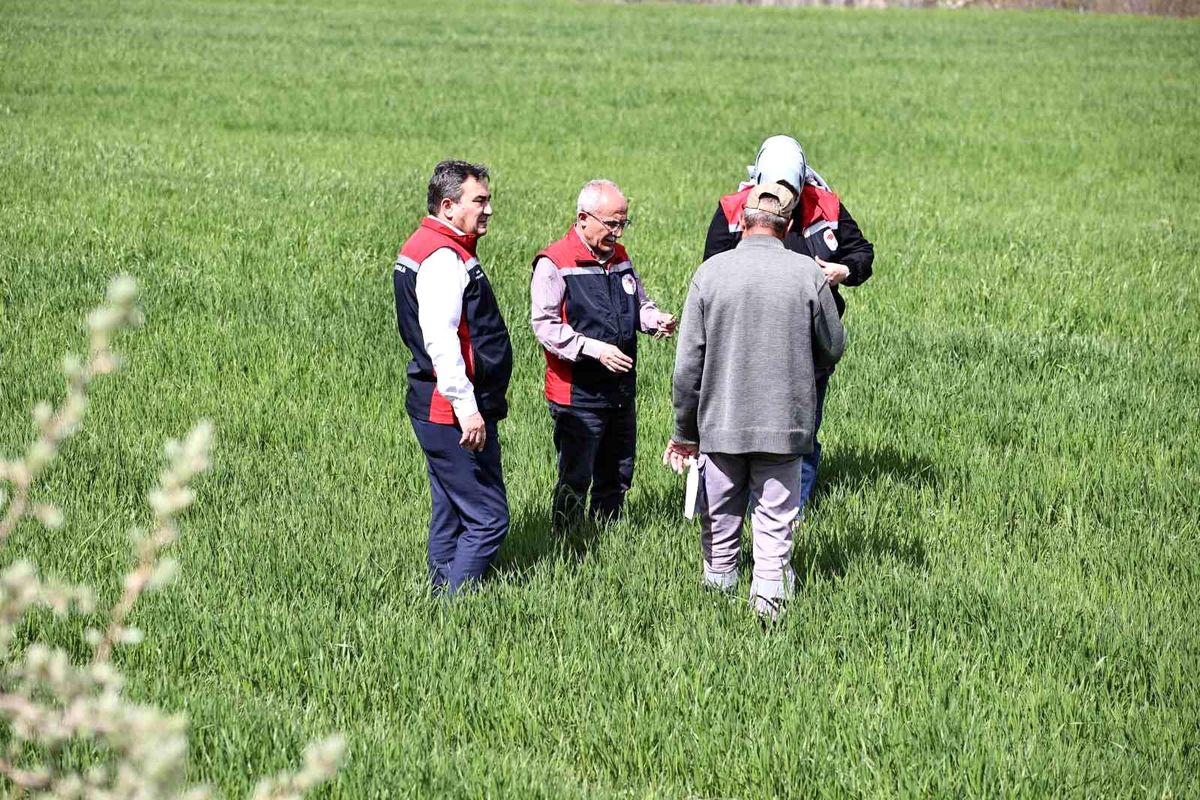 Sivas’ta Hububat Hastalıkları İçin Çiftçilere Uyarı