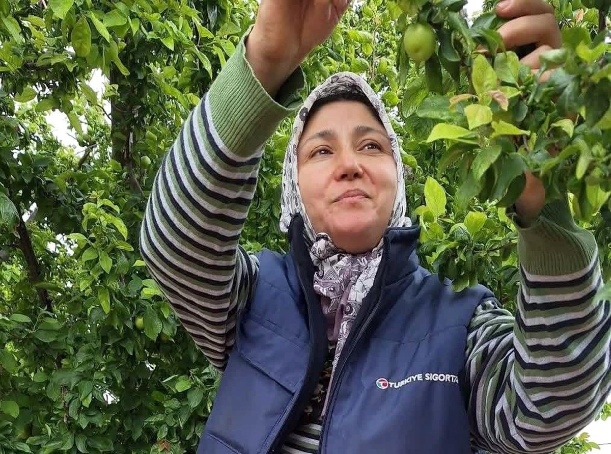 Sarıgöl’de Yaz Meyvelerinde Bereket
