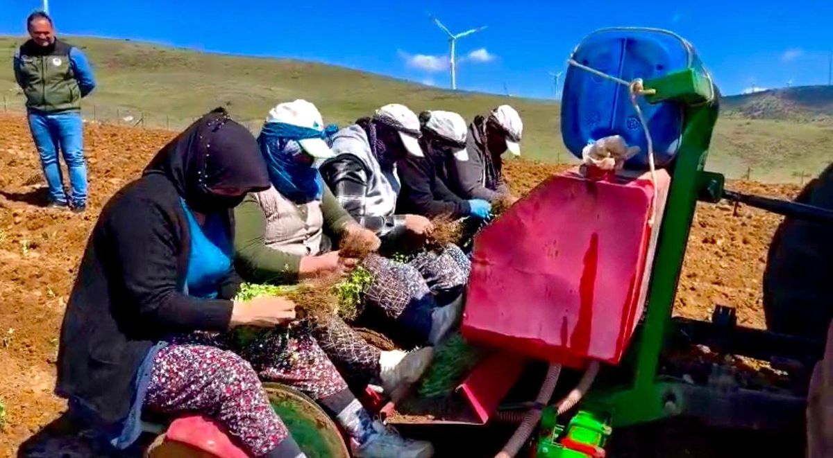 Dinar’da Kekik Yetiştiriciliği Projesi