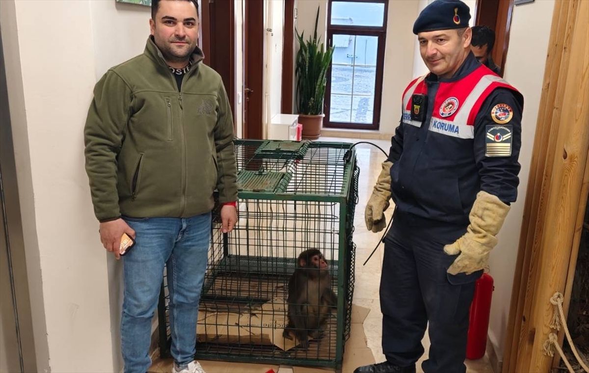 Yozgat’ta Bulunan Maymun Koruma Altına Alındı