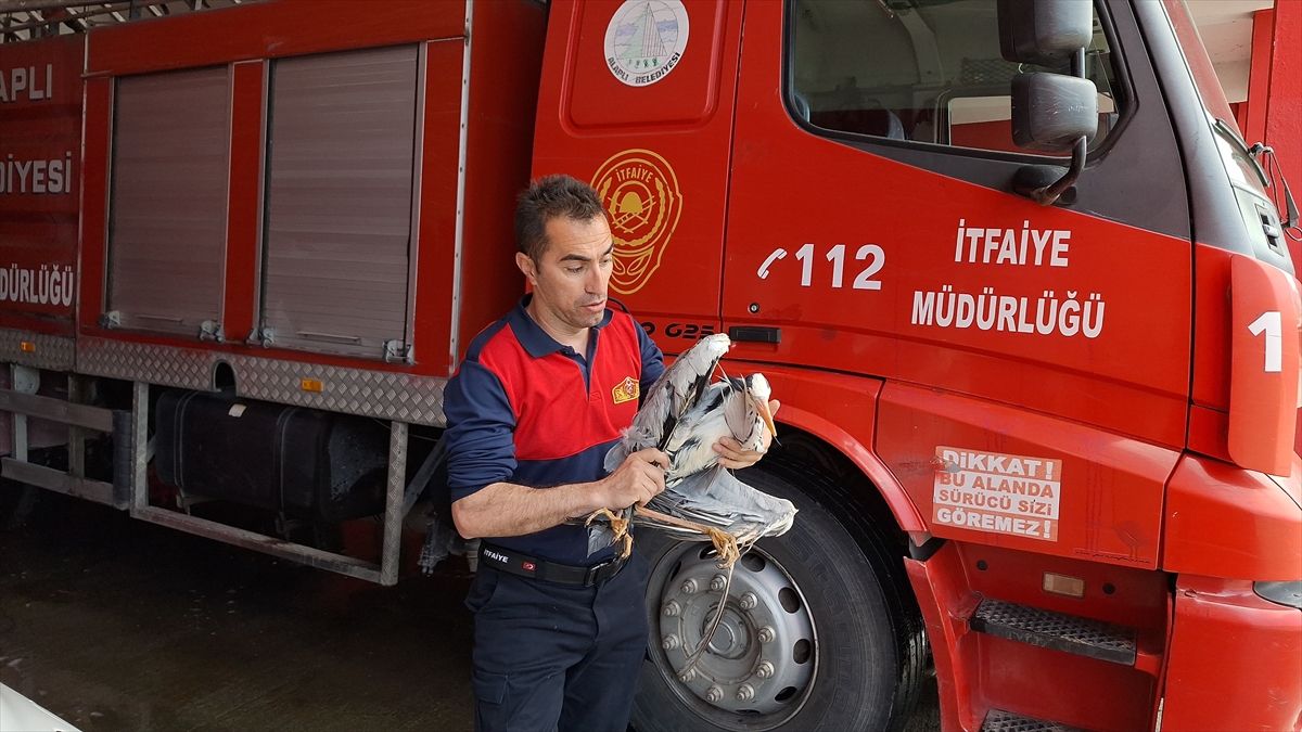 Yaralı Gri Balıkçıl Kurtarıldı