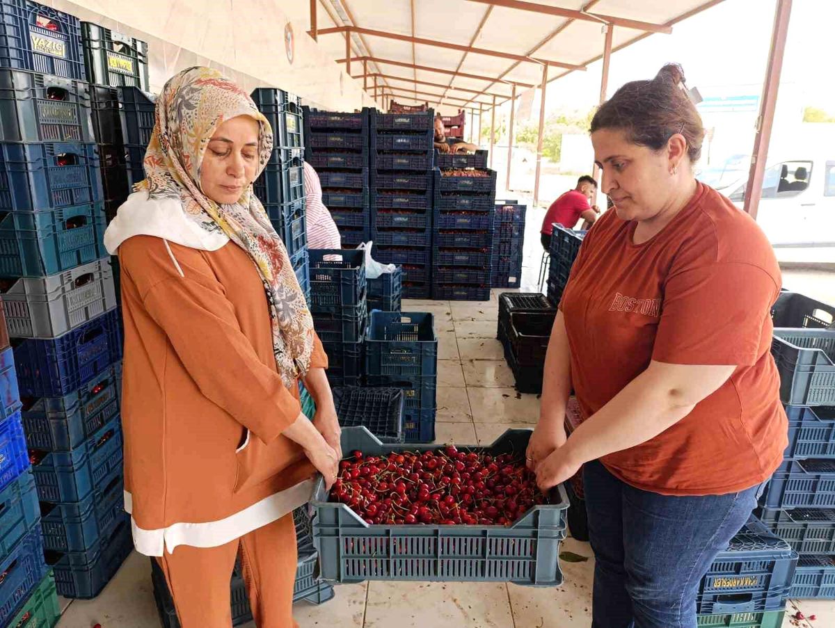 Selendi’nin Kirazı Avrupa’yı Fethediyor