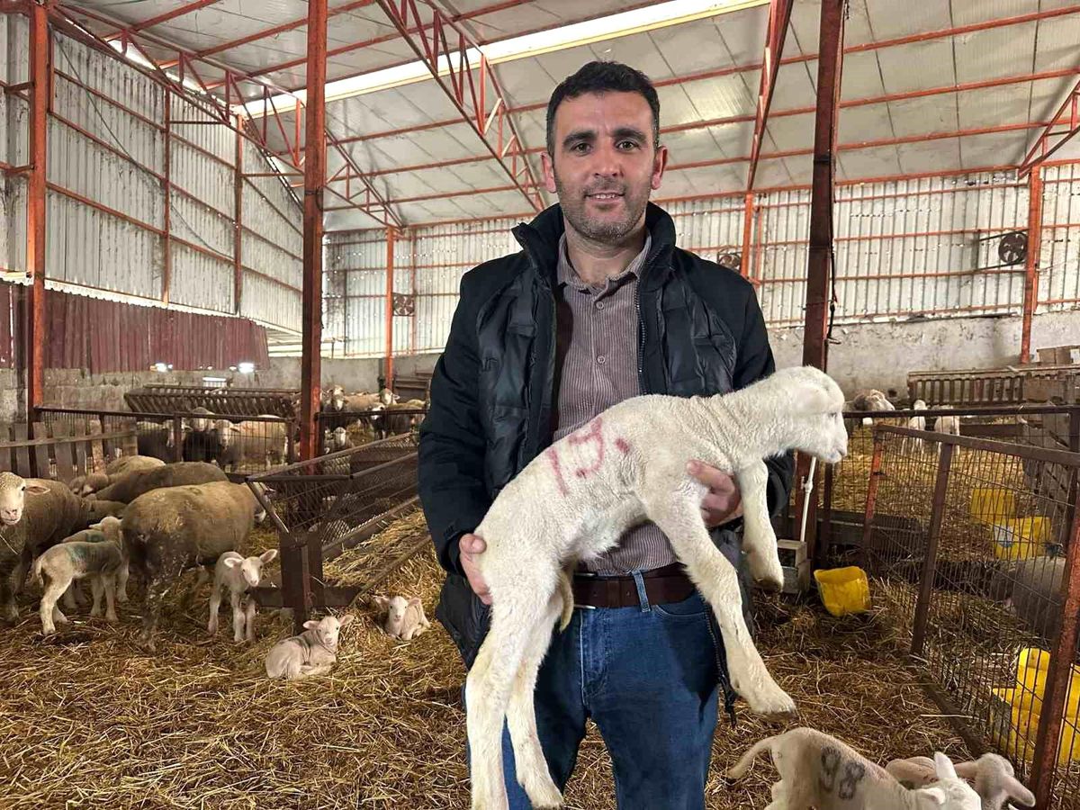 Koyunculukta Başarı İçin Altın Tavsiyeler